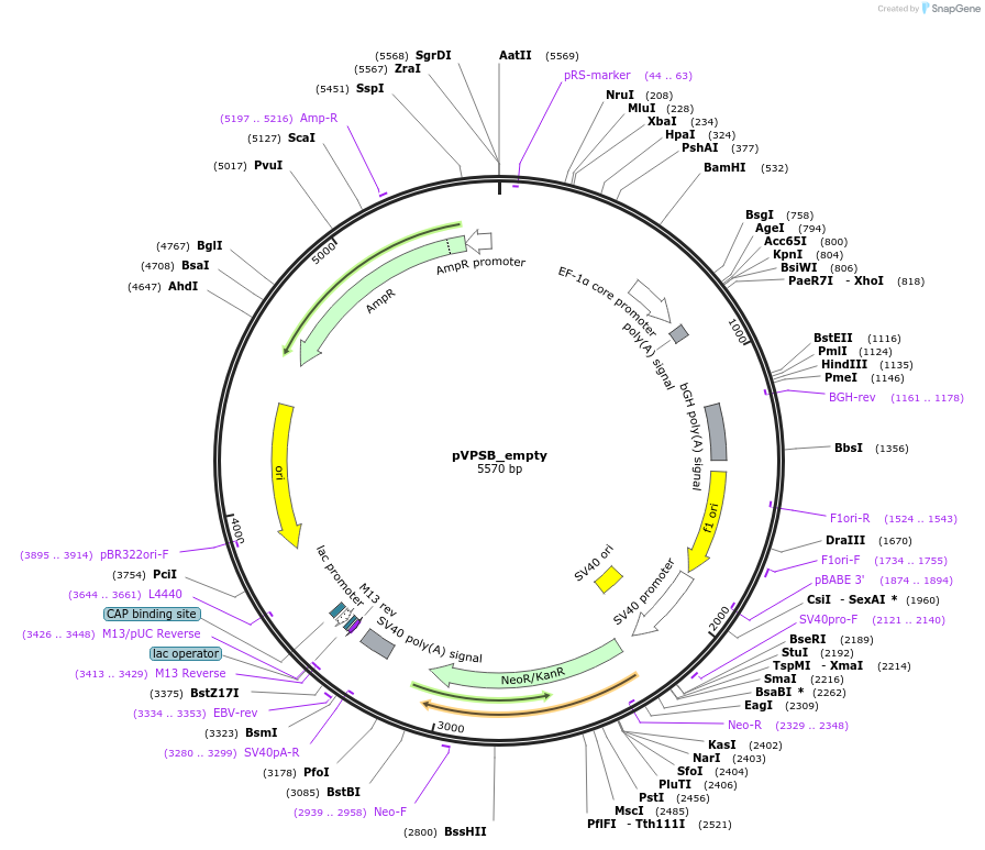 192170-plasmid-map-sequence-id-375170
