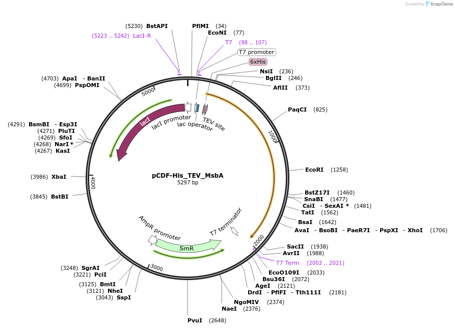 191476-plasmid-map-sequence-id-375172