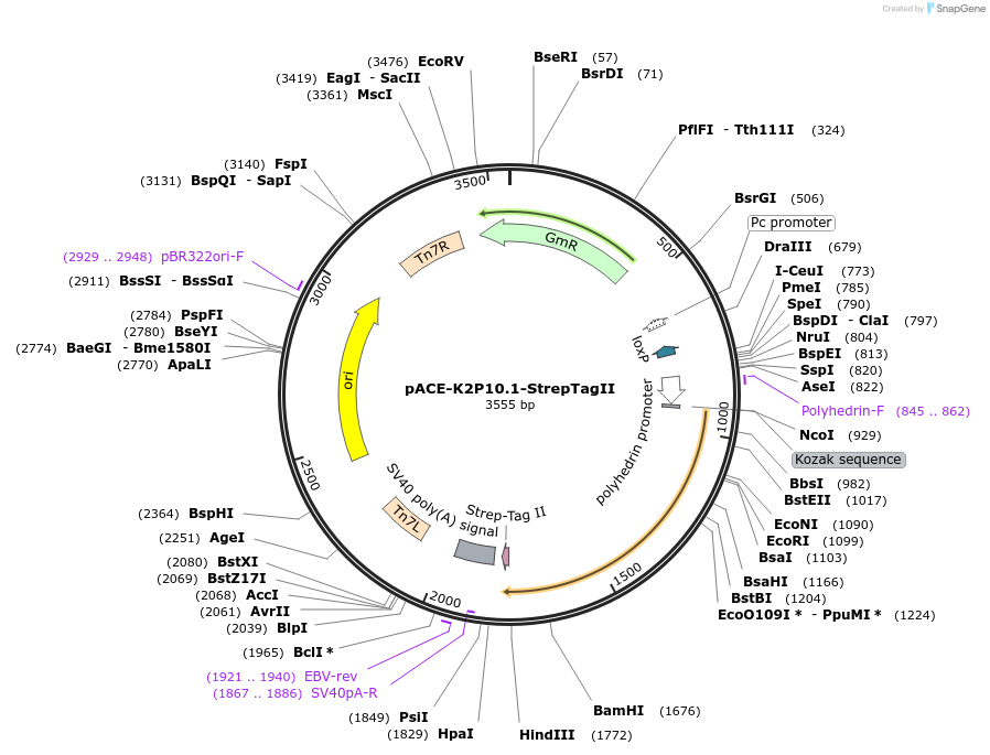 191475-plasmid-map-sequence-id-375173