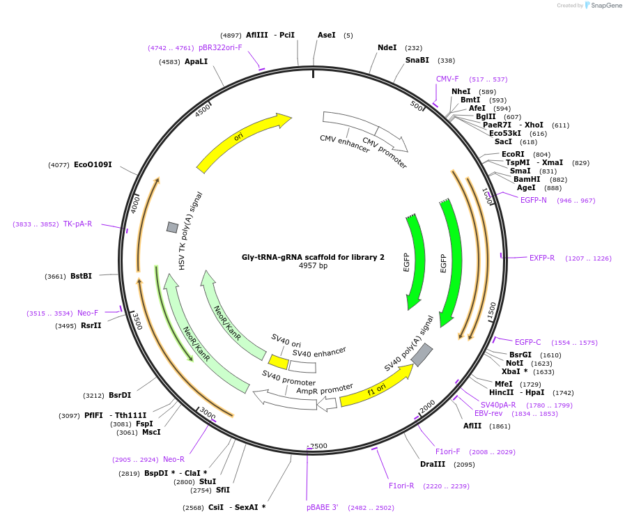 192365-plasmid-map-sequence-id-375208