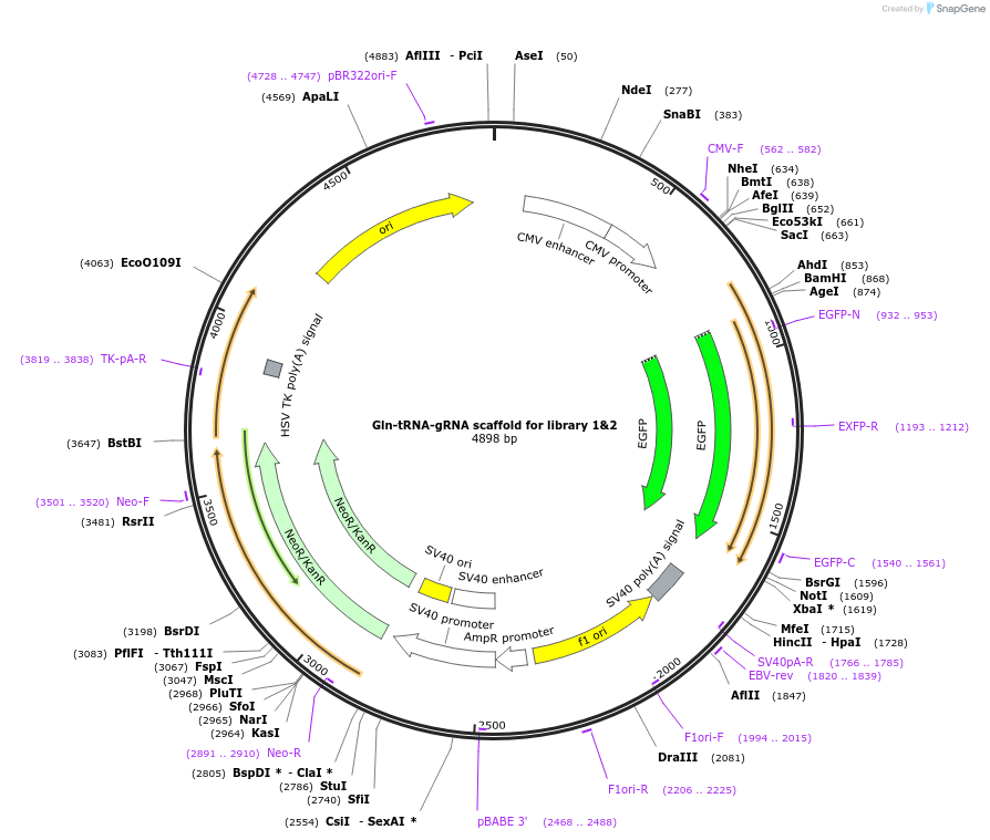 192367-plasmid-map-sequence-id-375211