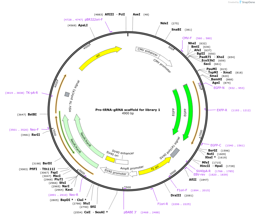 192369-plasmid-map-sequence-id-375214