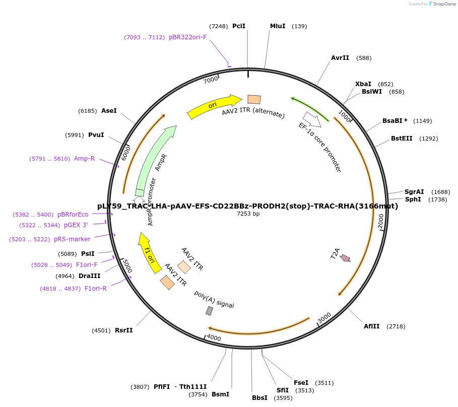 192189-plasmid-map-sequence-id-375217