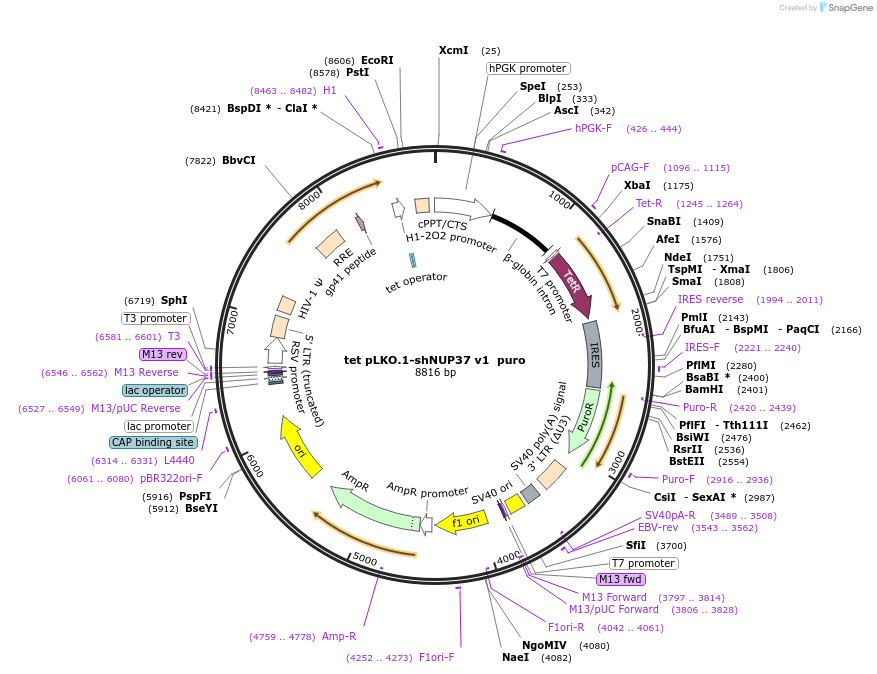 192343-plasmid-map-sequence-id-375219