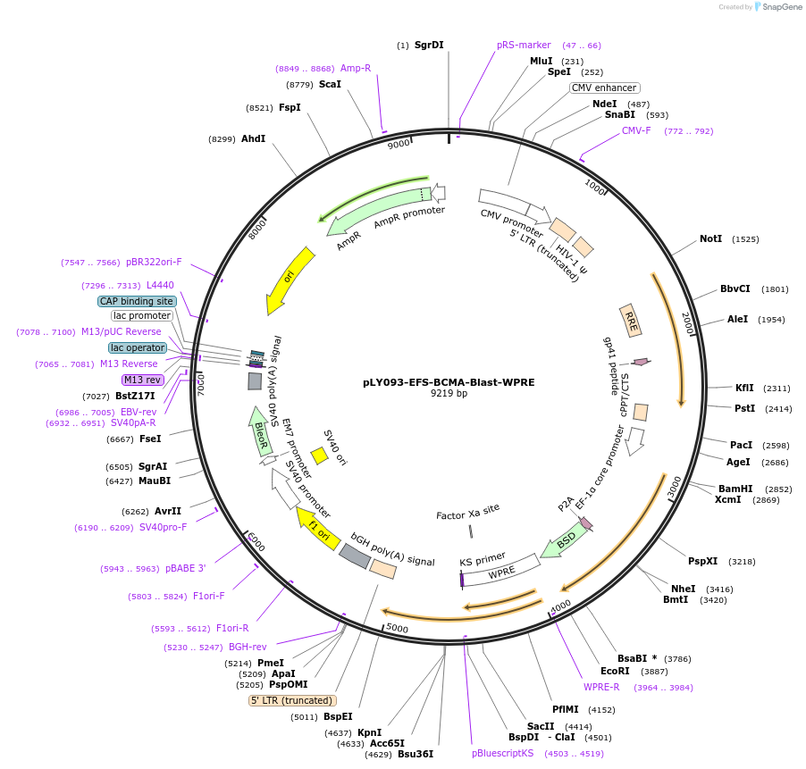 192194-plasmid-map-sequence-id-375221
