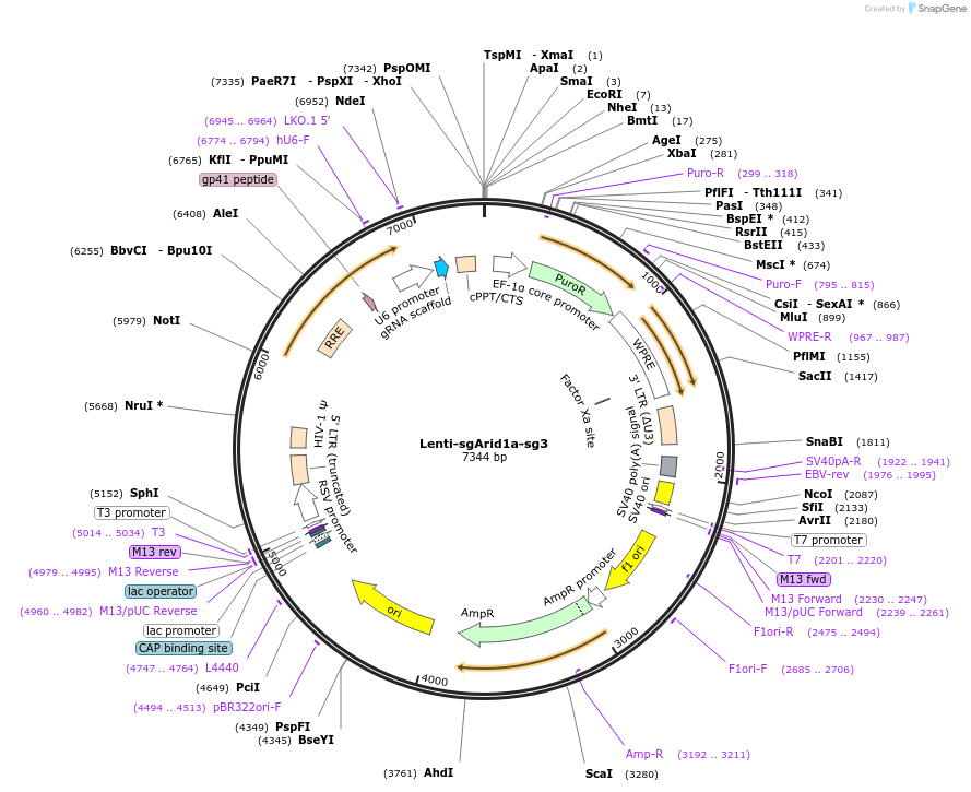 192169-plasmid-map-sequence-id-375226