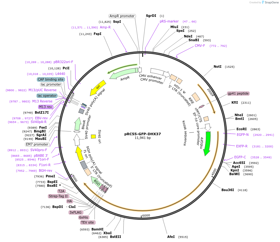 192150-plasmid-map-sequence-id-375234