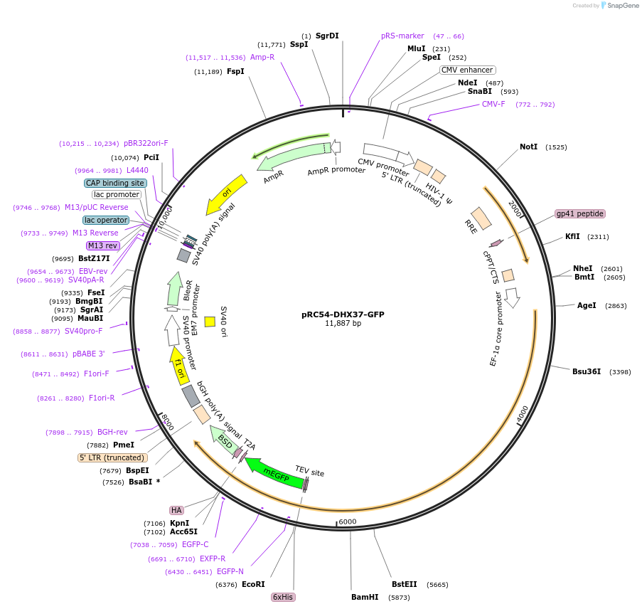 192149-plasmid-map-sequence-id-375235