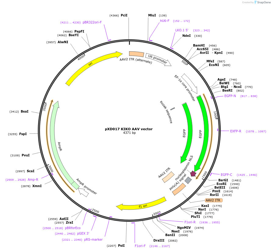192152-plasmid-map-sequence-id-375239