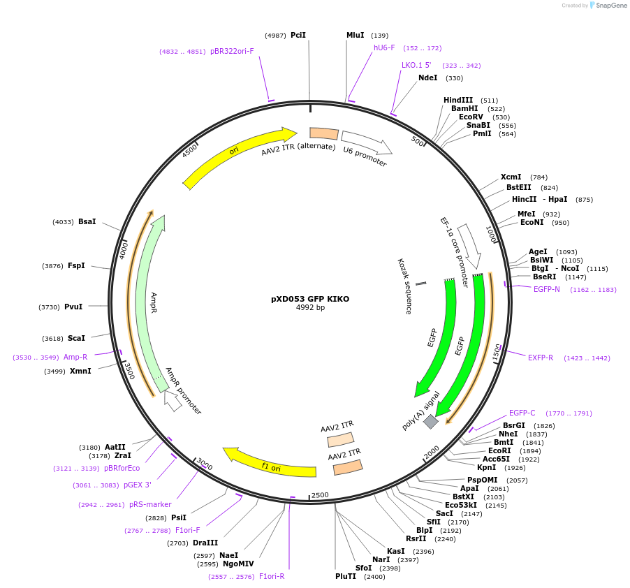 192156-plasmid-map-sequence-id-375242