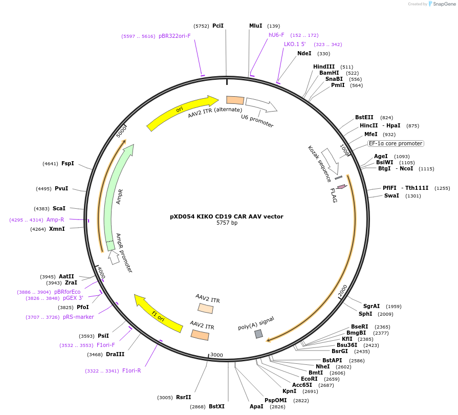 192157-plasmid-map-sequence-id-375245