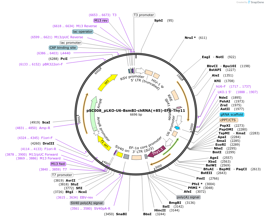 192147-plasmid-map-sequence-id-375250