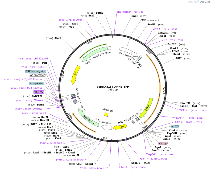 84911-plasmid-map-sequence-id-375252