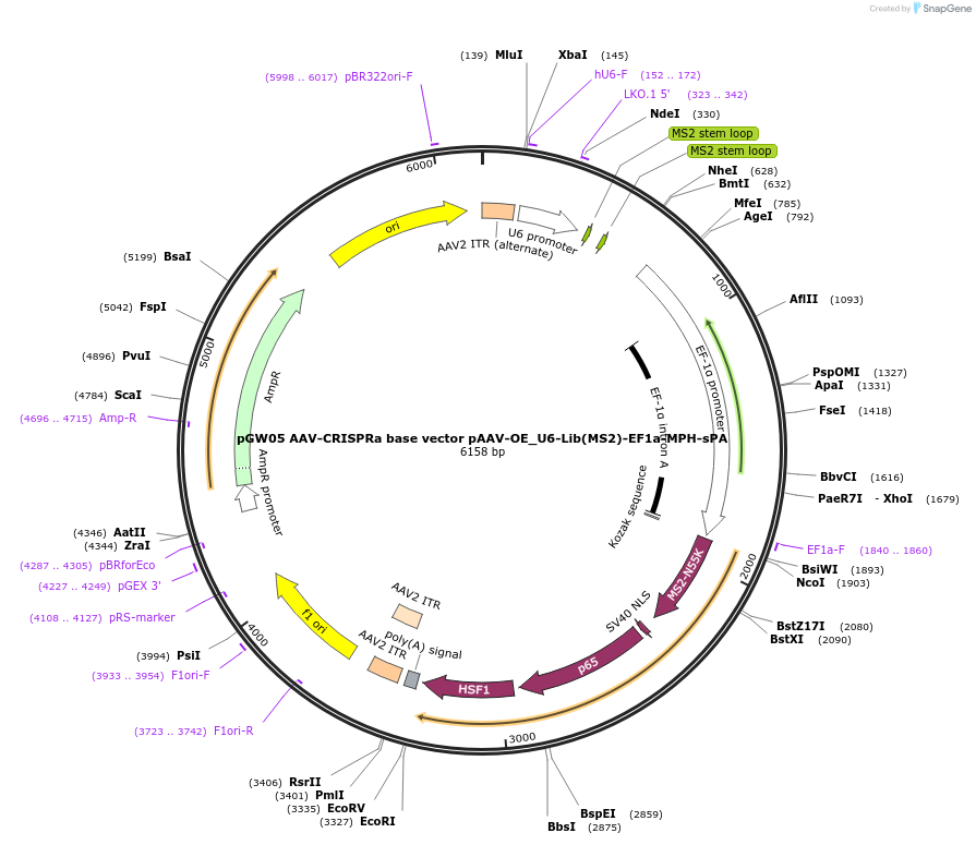 192159-plasmid-map-sequence-id-375253