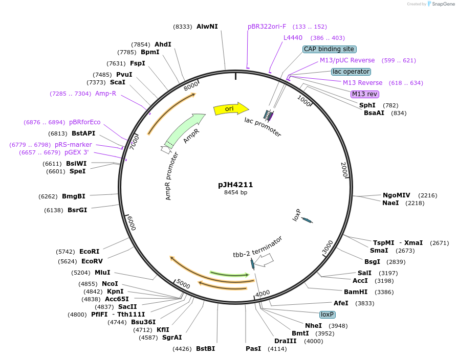 191532-plasmid-map-sequence-id-375273