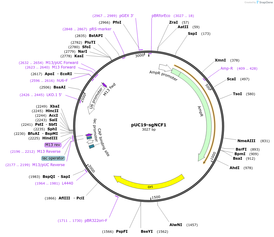 190193-plasmid-map-sequence-id-375281