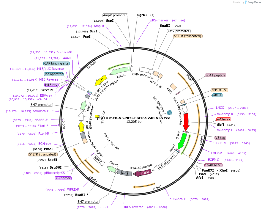 192340-plasmid-map-sequence-id-375289