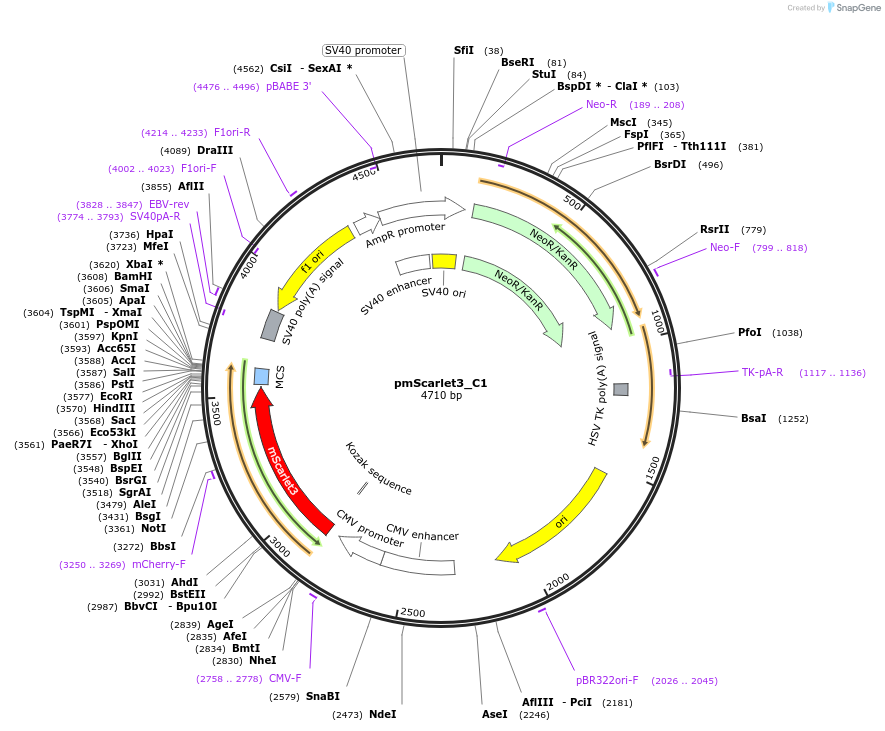 189753-plasmid-map-sequence-id-375291