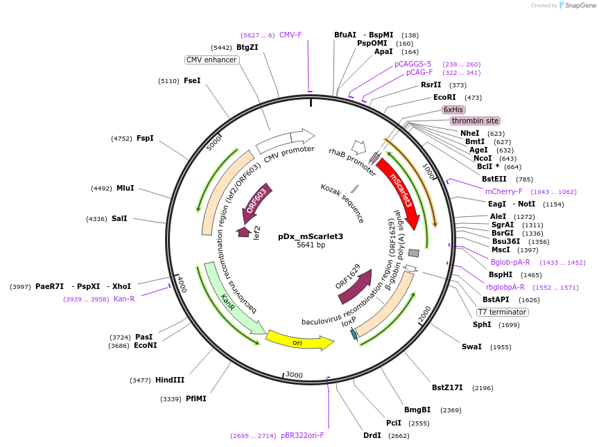 189754-plasmid-map-sequence-id-375295