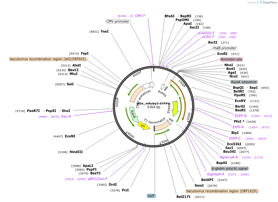 189758-plasmid-map-sequence-id-375302