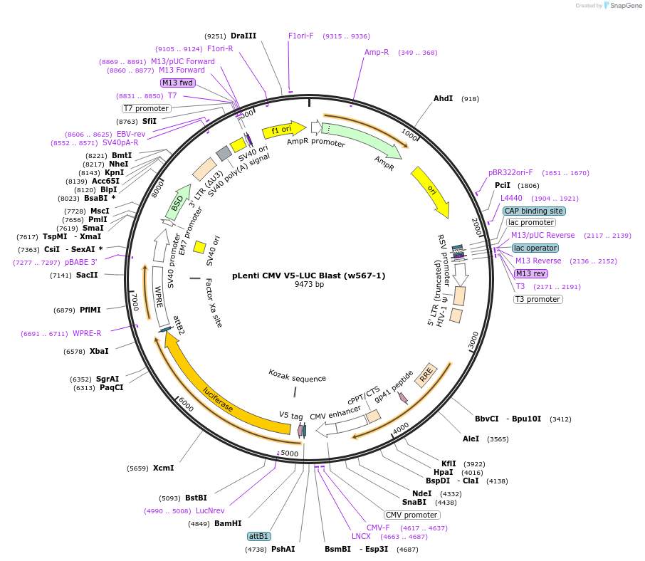 21474-plasmid-map-sequence-id-375336