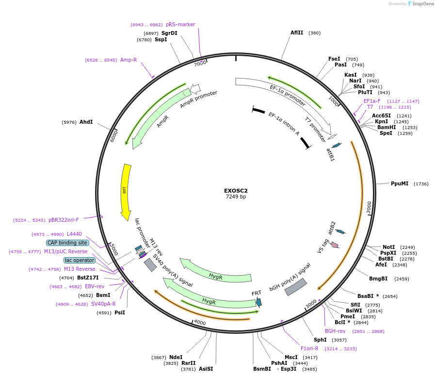 155590-plasmid-map-sequence-id-375343