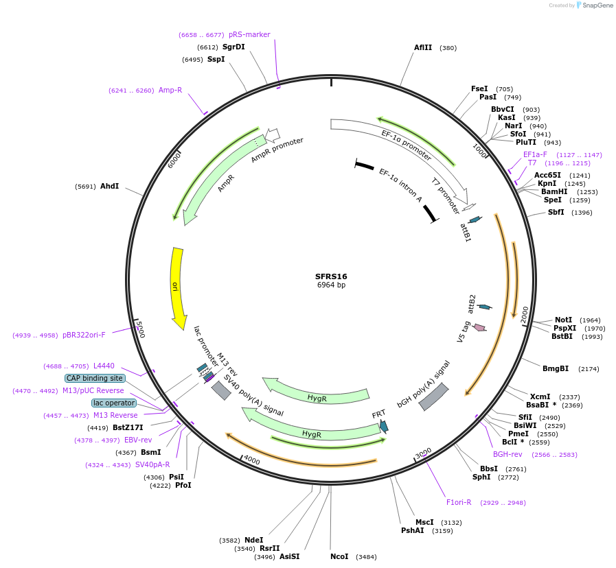 156009-plasmid-map-sequence-id-375344