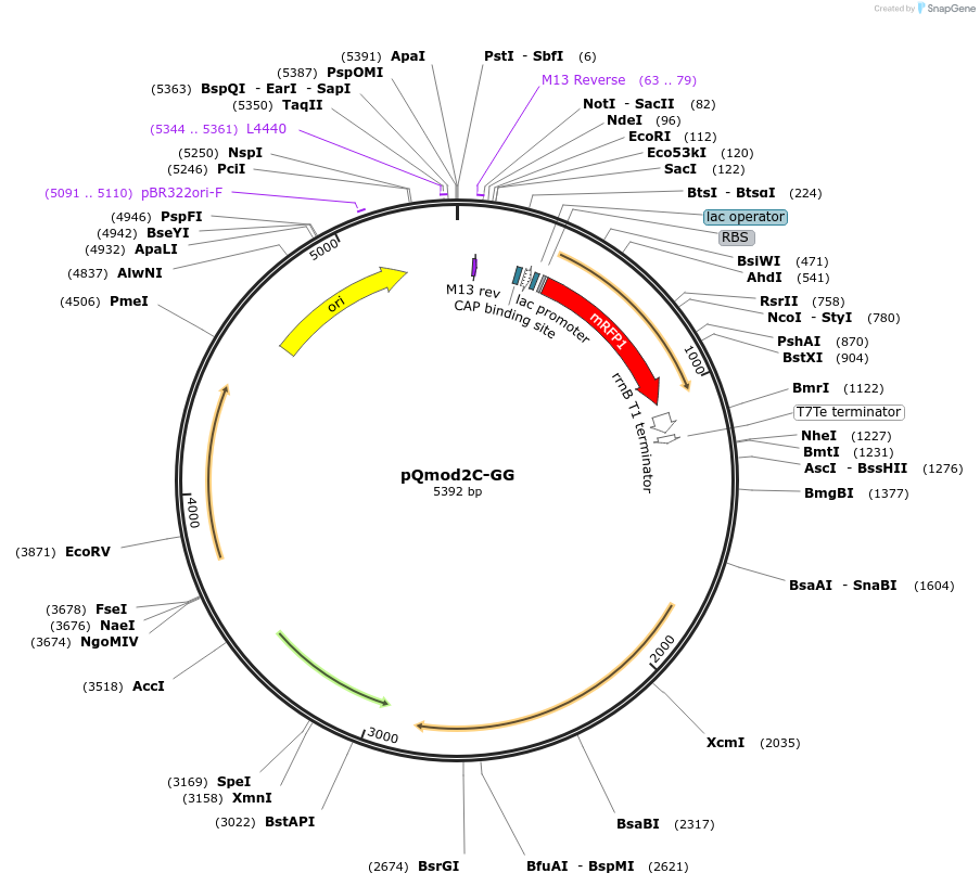 191347-plasmid-map-sequence-id-375352