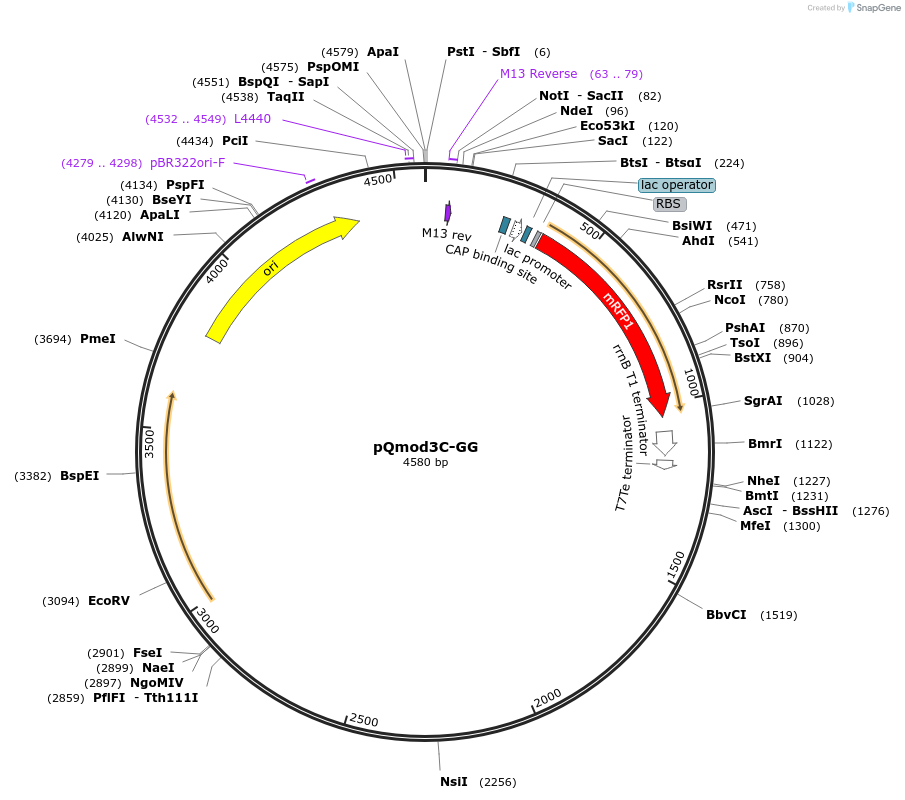191350-plasmid-map-sequence-id-375353