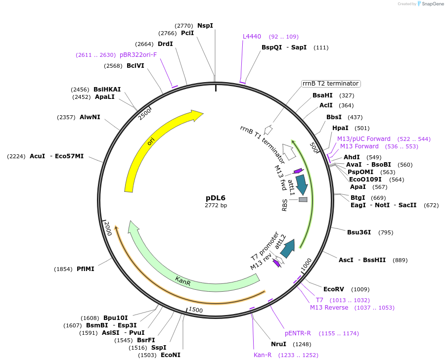 175888-plasmid-map-sequence-id-375356