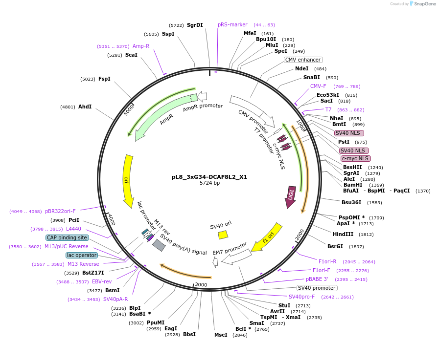 191519-plasmid-map-sequence-id-375357
