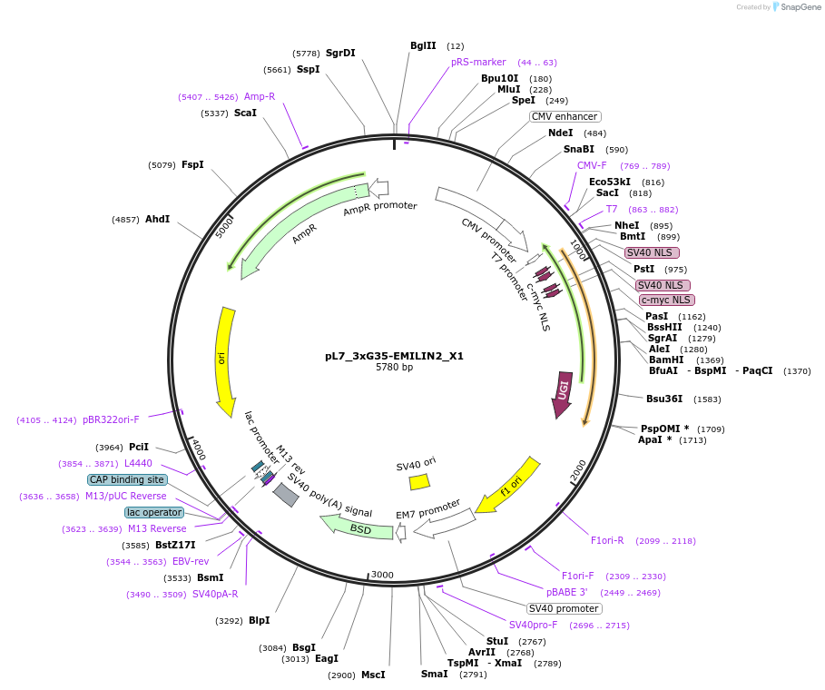 191517-plasmid-map-sequence-id-375358