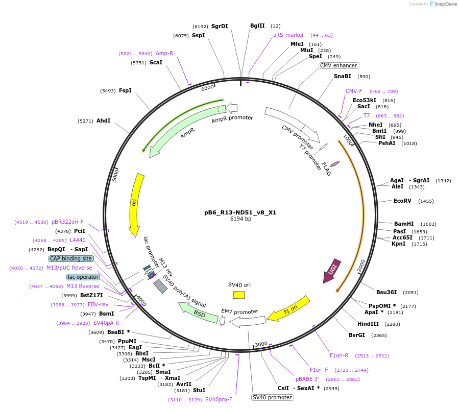 191512-plasmid-map-sequence-id-375362