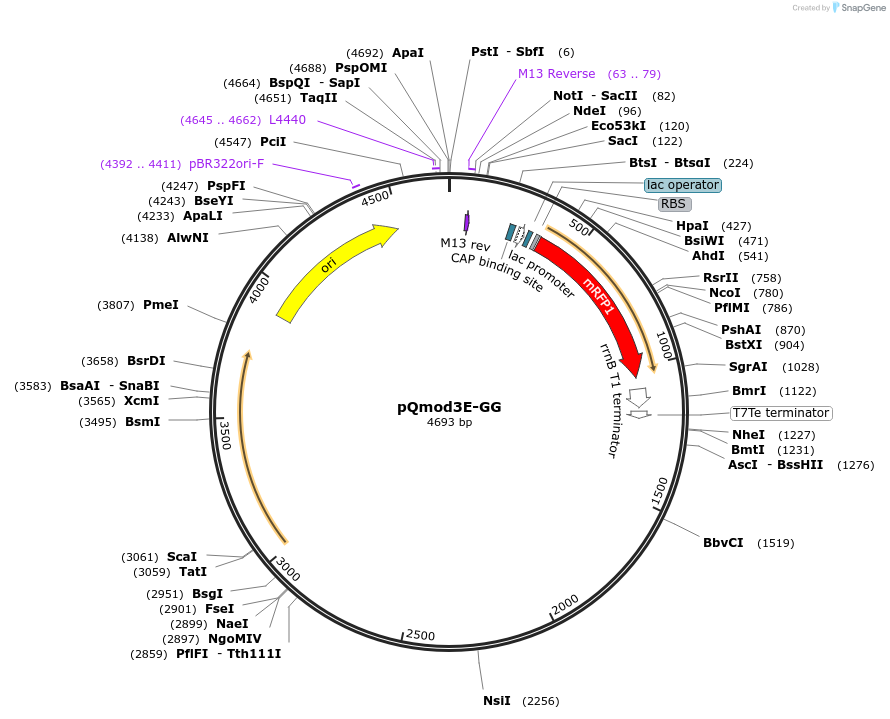 191348-plasmid-map-sequence-id-375365