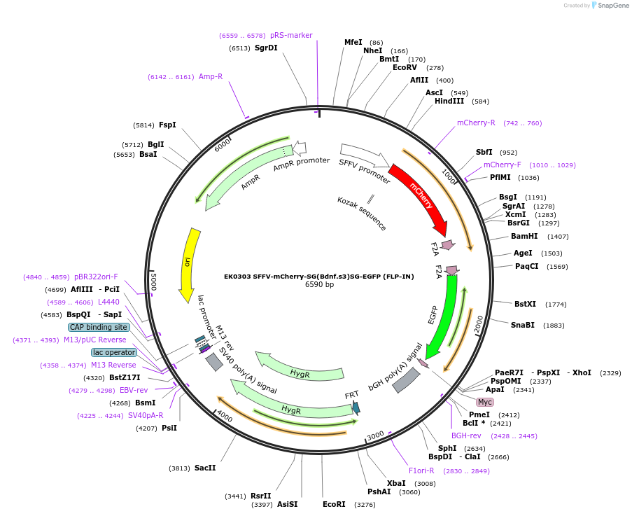 191180-plasmid-map-sequence-id-375367