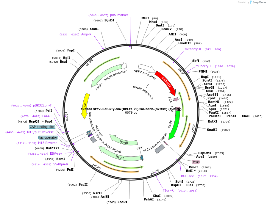 191184-plasmid-map-sequence-id-375370