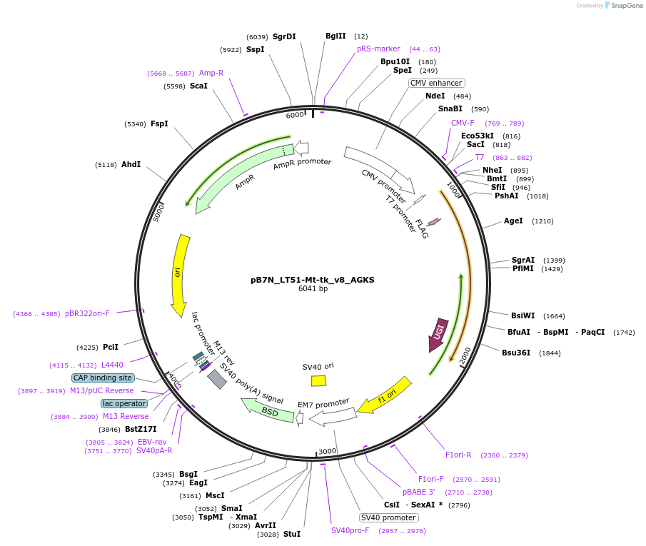 191515-plasmid-map-sequence-id-375371