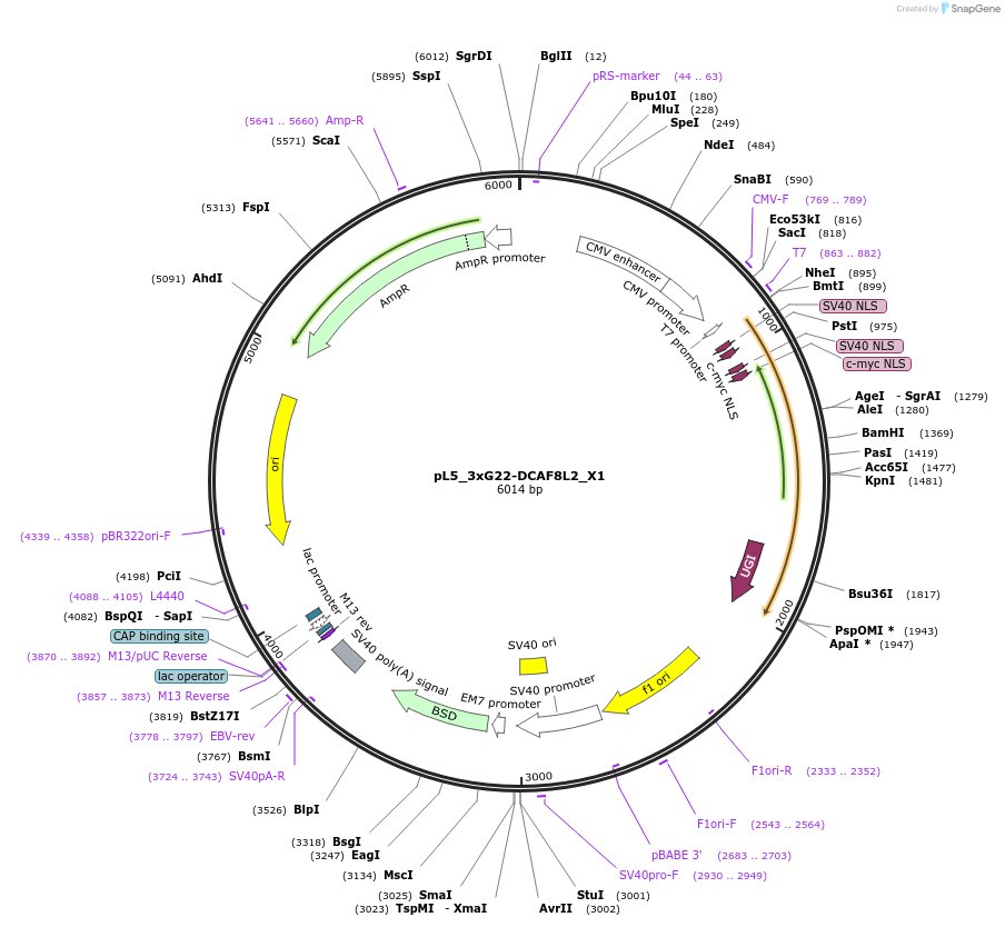 191516-plasmid-map-sequence-id-375374