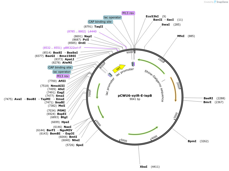 190725-plasmid-map-sequence-id-375375