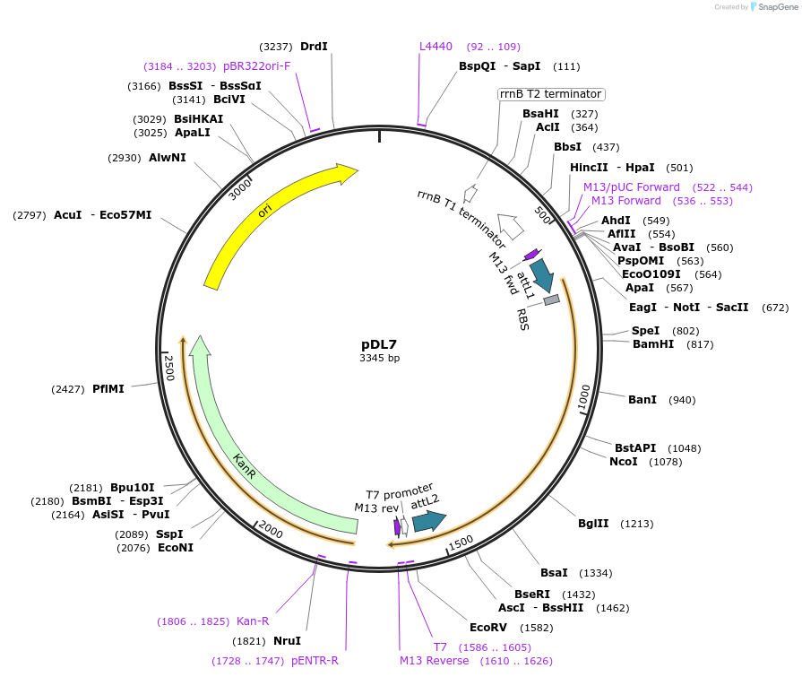 175890-plasmid-map-sequence-id-375377