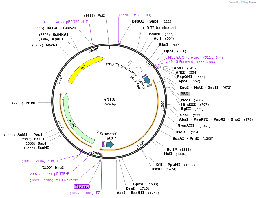175889-plasmid-map-sequence-id-375378