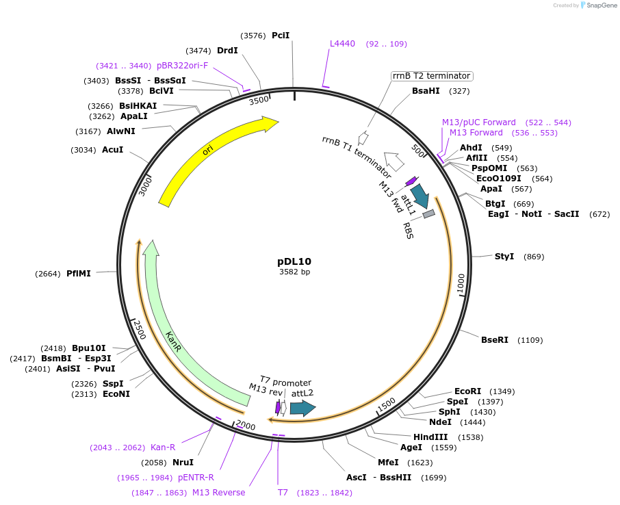 175892-plasmid-map-sequence-id-375379
