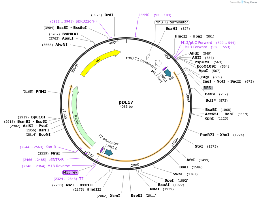 175898-plasmid-map-sequence-id-375381