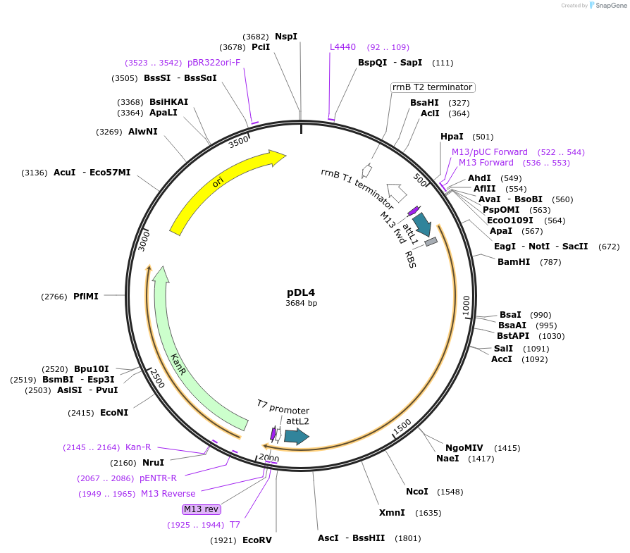 175882-plasmid-map-sequence-id-375382