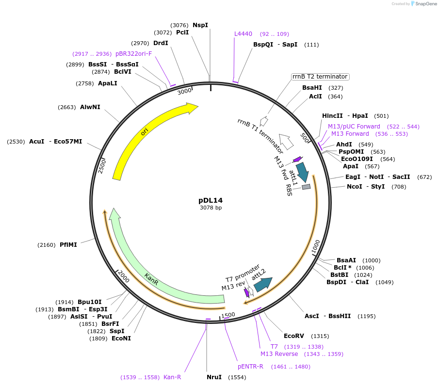 175896-plasmid-map-sequence-id-375383