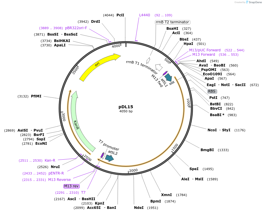 175901-plasmid-map-sequence-id-375384