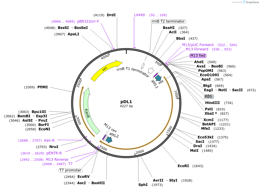 175881-plasmid-map-sequence-id-375387