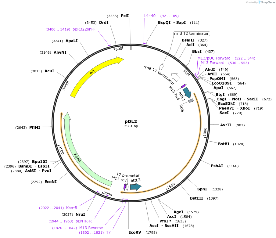 175884-plasmid-map-sequence-id-375391