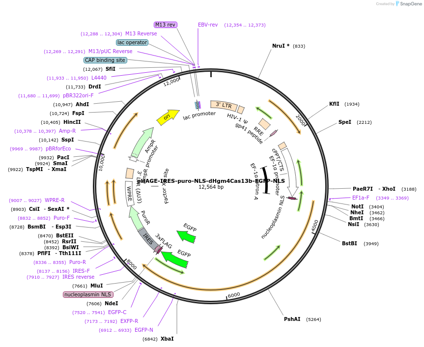191360-plasmid-map-sequence-id-375393