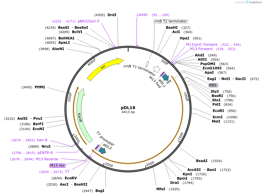 175895-plasmid-map-sequence-id-375394